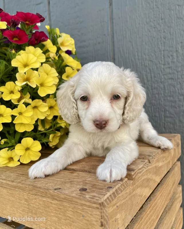 Lola – Cockapoo puppy for sale in Sunbury, PA