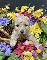 Lavender , a female Cockapoo for sale in Sunbury, PA – 5 of 9