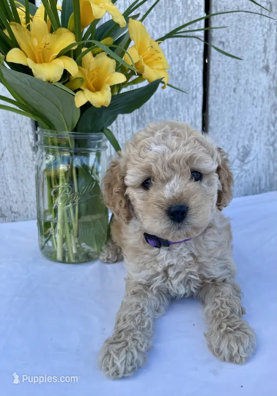 Lavender  – Cockapoo puppy for sale in Sunbury, PA