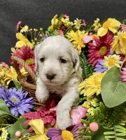 Meeko, a male Cockapoo for sale in Sunbury, PA – 5 of 8