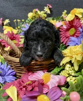 Milo, a male Cockapoo for sale in Sunbury, PA – 6 of 6
