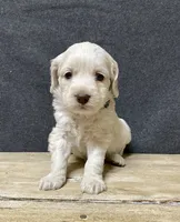 Meeko, a male Cockapoo for sale in Sunbury, PA – 2 of 8