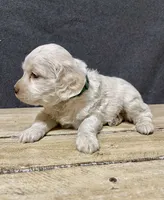 Meeko, a male Cockapoo for sale in Sunbury, PA – 8 of 8