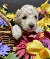 Maximus, a male Cockapoo for sale in Sunbury, PA – 3 of 9