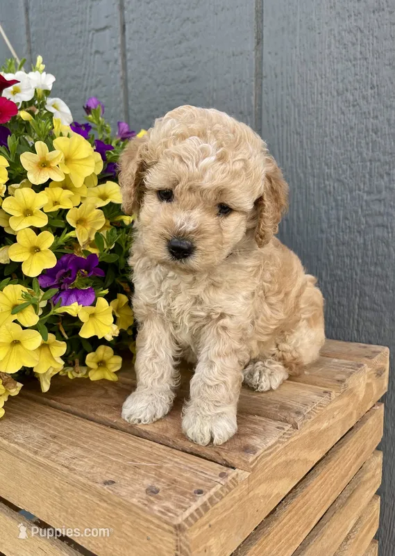 Lavender  – Cockapoo puppy for sale in Sunbury, PA