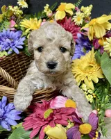 Lavender , a female Cockapoo for sale in Sunbury, PA – 7 of 9