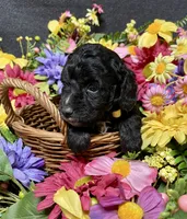 Milo, a male Cockapoo for sale in Sunbury, PA – 4 of 6