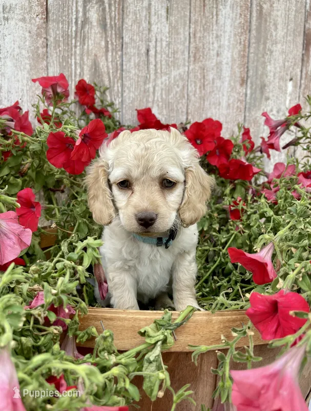 Lily – Cockapoo puppy for sale in Sunbury, PA