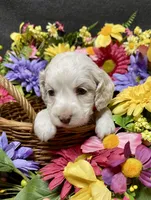 Lola, a female Cockapoo for sale in Sunbury, PA – 9 of 10