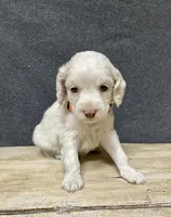 Lola, a female Cockapoo for sale in Sunbury, PA – 3 of 10