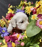 Meeko, a male Cockapoo for sale in Sunbury, PA – 6 of 8