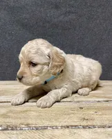 Lily, a female Cockapoo for sale in Sunbury, PA – 7 of 10