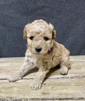 Lavender , a female Cockapoo for sale in Sunbury, PA – 1 of 9