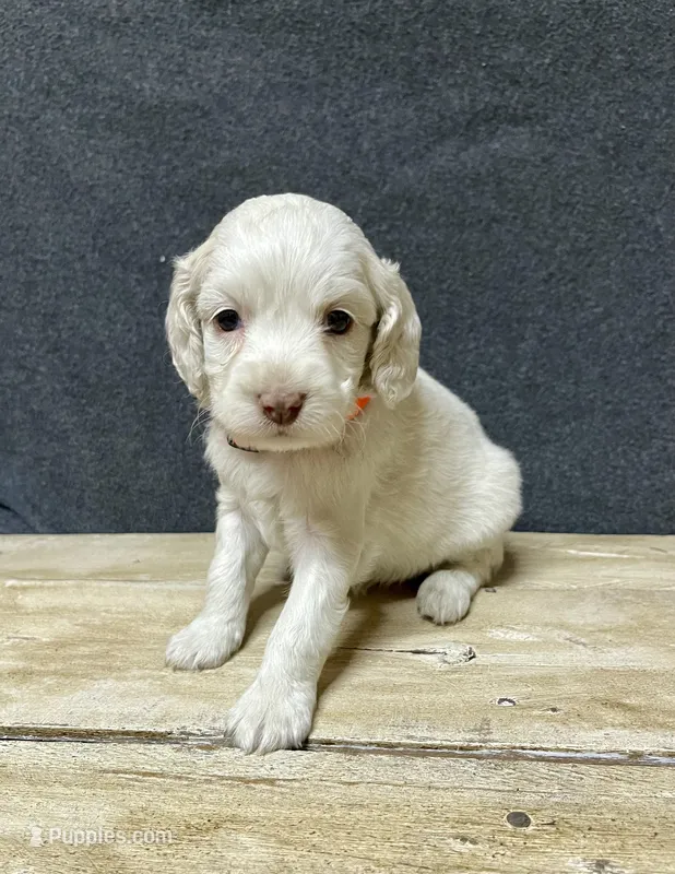 Lola – Cockapoo puppy for sale in Sunbury, PA