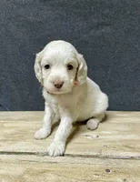 Lola, a female Cockapoo for sale in Sunbury, PA – 1 of 10