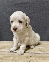 Meeko, a male Cockapoo for sale in Sunbury, PA – 7 of 8
