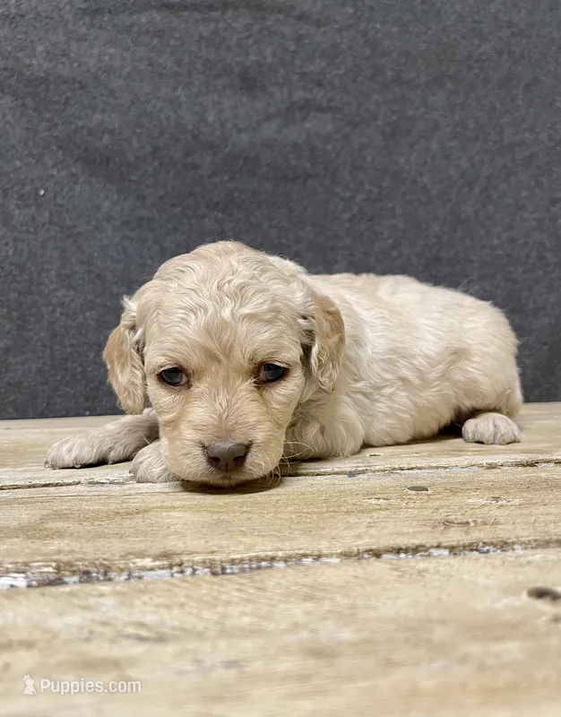 Lily – Cockapoo puppy for sale in Sunbury, PA