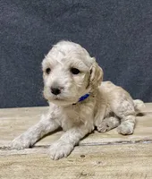 Maximus, a male Cockapoo for sale in Sunbury, PA – 4 of 9