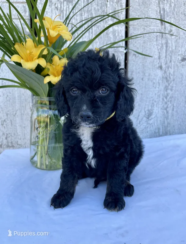 Milo – Cockapoo puppy for sale in Sunbury, PA