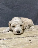 Maximus, a male Cockapoo for sale in Sunbury, PA – 6 of 9