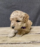 Lavender , a female Cockapoo for sale in Sunbury, PA – 8 of 9