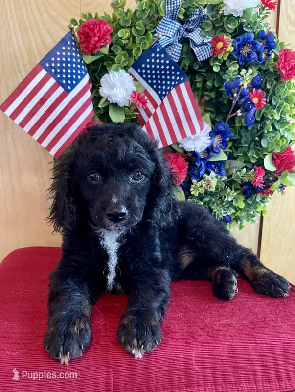 Milo – Cockapoo puppy for sale in Sunbury, PA