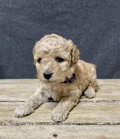 Lavender , a female Cockapoo for sale in Sunbury, PA – 3 of 9