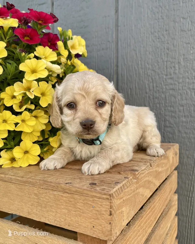 Lily – Cockapoo puppy for sale in Sunbury, PA