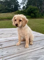 Lily, a female Cockapoo for sale in Sunbury, PA – 2 of 3