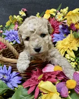 Lavender , a female Cockapoo for sale in Sunbury, PA – 4 of 9