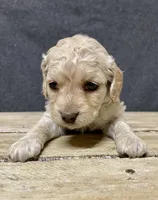 Lily, a female Cockapoo for sale in Sunbury, PA – 6 of 10