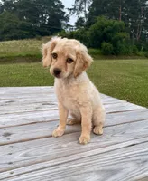 Lily, a female Cockapoo for sale in Sunbury, PA – 3 of 3