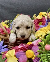 Lily, a female Cockapoo for sale in Sunbury, PA – 10 of 10