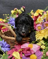 Milo, a male Cockapoo for sale in Sunbury, PA – 3 of 6