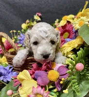 Maximus, a male Cockapoo for sale in Sunbury, PA – 2 of 9
