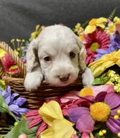 Lola, a female Cockapoo for sale in Sunbury, PA – 10 of 10