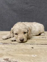 Lily, a female Cockapoo for sale in Sunbury, PA – 2 of 10