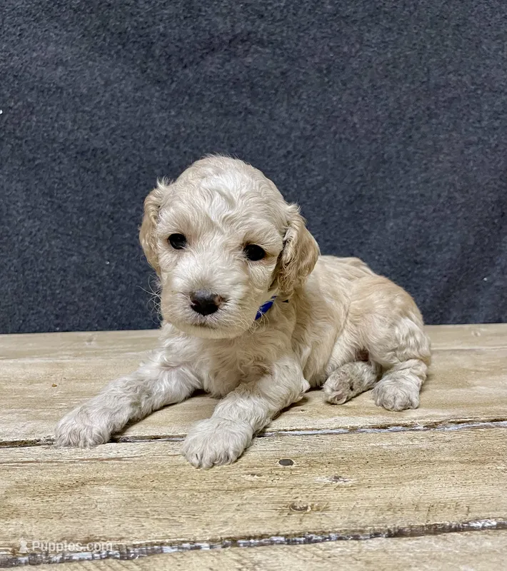 Maximus – Cockapoo puppy for sale in Sunbury, PA