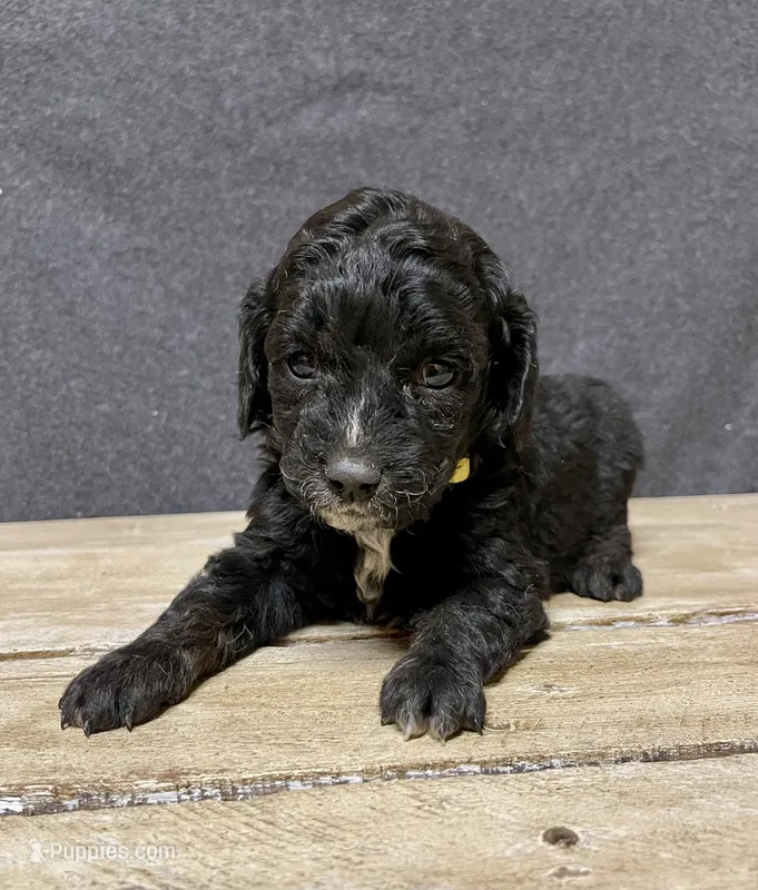 Milo – Cockapoo puppy for sale in Sunbury, PA