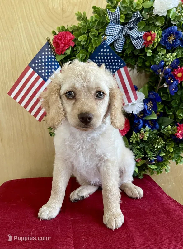Lily – Cockapoo puppy for sale in Sunbury, PA