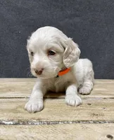 Lola, a female Cockapoo for sale in Sunbury, PA – 4 of 10