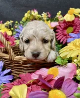 Lily, a female Cockapoo for sale in Sunbury, PA – 9 of 10