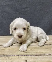 Meeko, a male Cockapoo for sale in Sunbury, PA – 1 of 8