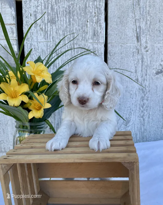 Lola – Cockapoo puppy for sale in Sunbury, PA
