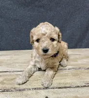 Lavender , a female Cockapoo for sale in Sunbury, PA – 2 of 9