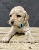 Lily, a female Cockapoo for sale in Sunbury, PA – 3 of 10