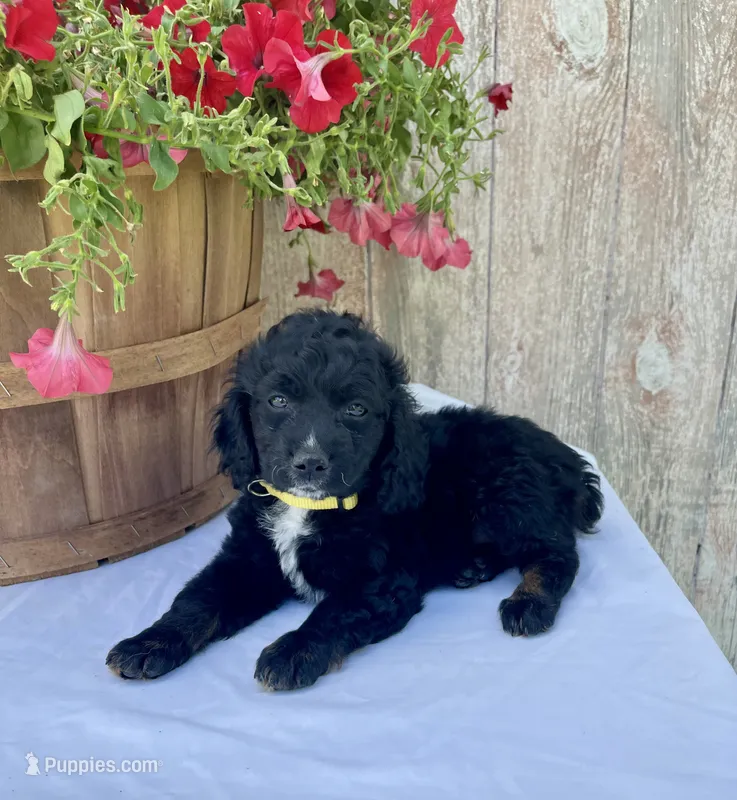 Milo – Cockapoo puppy for sale in Sunbury, PA