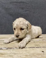 Lily, a female Cockapoo for sale in Sunbury, PA – 4 of 10