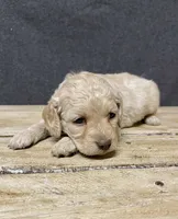 Lily, a female Cockapoo for sale in Sunbury, PA – 5 of 10
