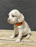 Lola, a female Cockapoo for sale in Sunbury, PA – 6 of 10